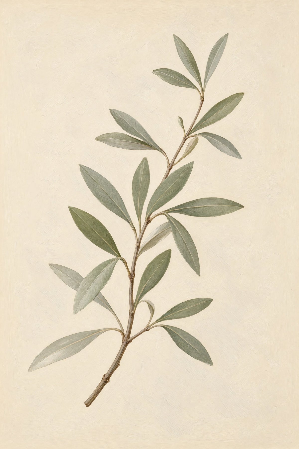 Olive Study – Minimal Botanical